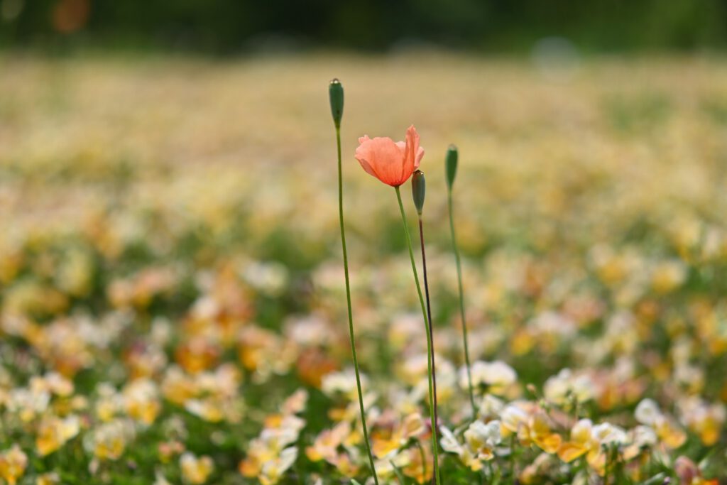 Acupuncture For Fertility Treatment