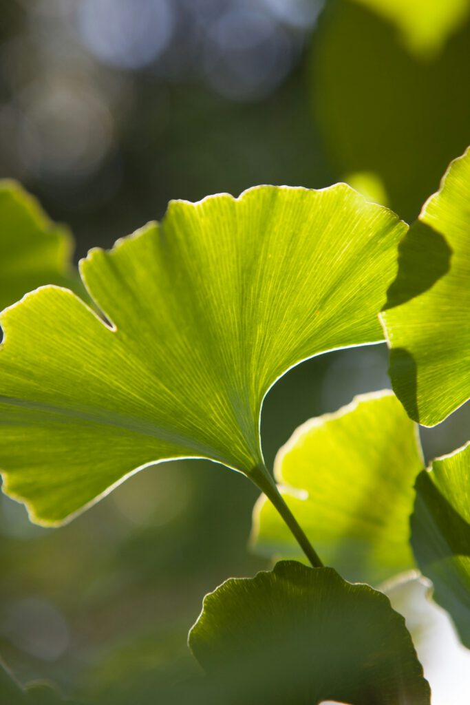 Lethbridge Acupuncture Ginkgo Leaf